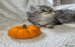 Persian cats for sale: Stunning chinchilla Persian kittens - Image 4