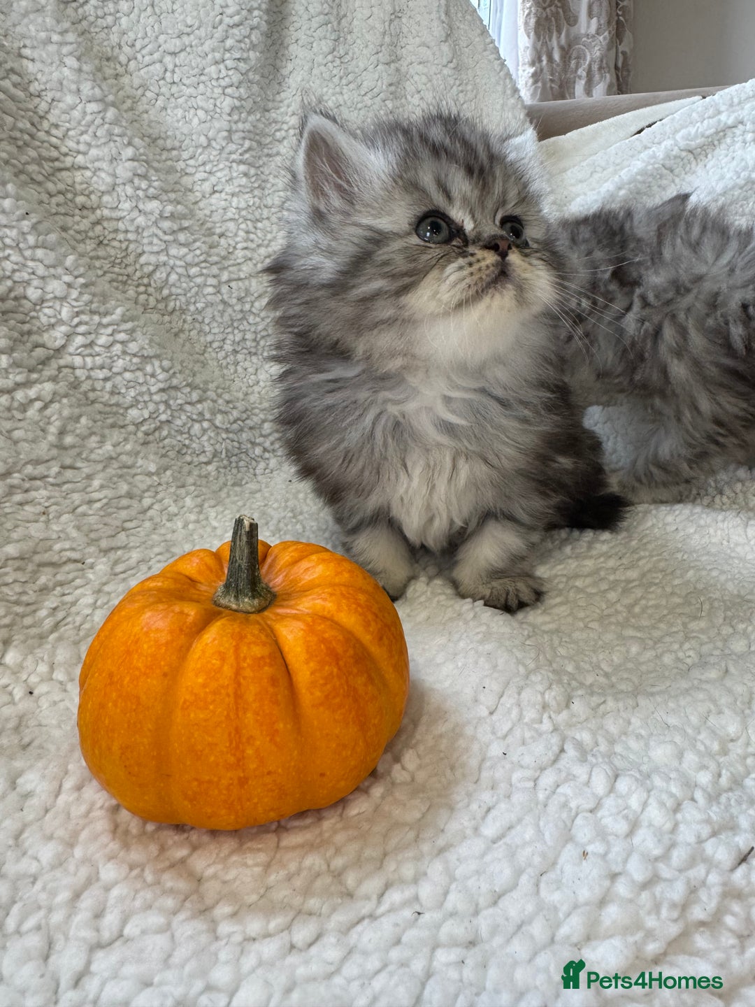 Persian cats for sale: Stunning chinchilla Persian kittens - Image 4