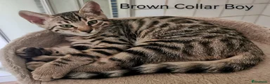 brown collar brown spotted boy 