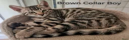 Bengal cats for sale:  Silver, Snow & brown Spotted Bengal Kittens - Advert 17