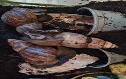 Snails invertebrates for sale: 3 African land snails and tank. - Image 2