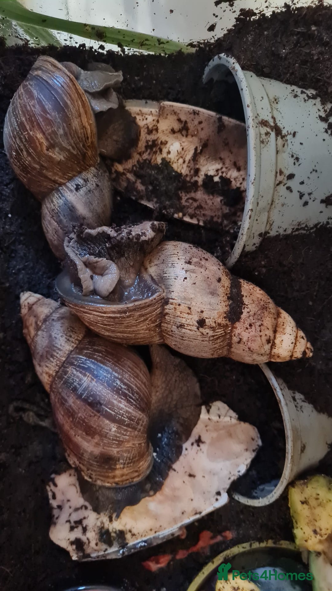 Snails invertebrates for sale: 3 African land snails and tank. - Image 2
