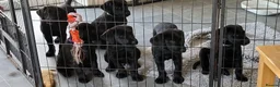 Labrador Retriever dogs for sale: Beautiful litter of labrador pups - Advert 5