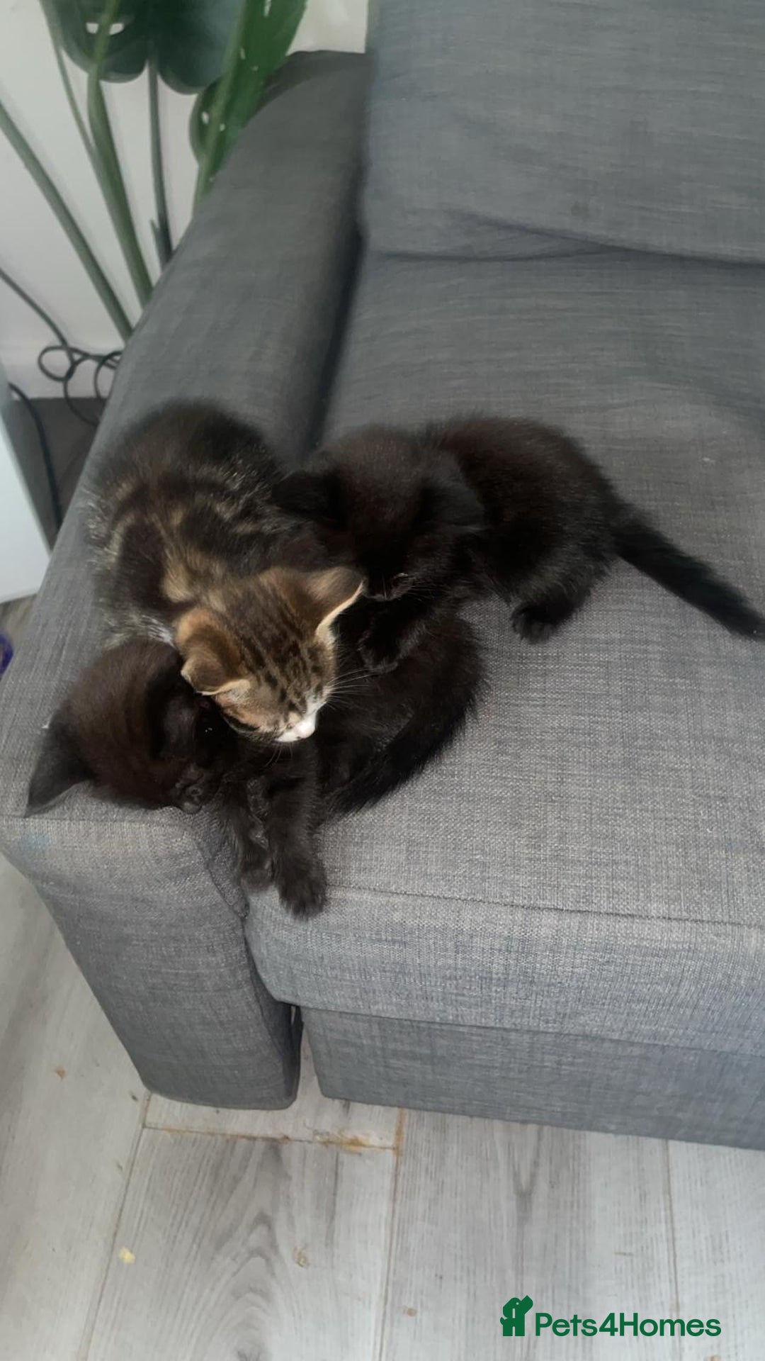 British Shorthair cats for sale: kittens  - Image 5
