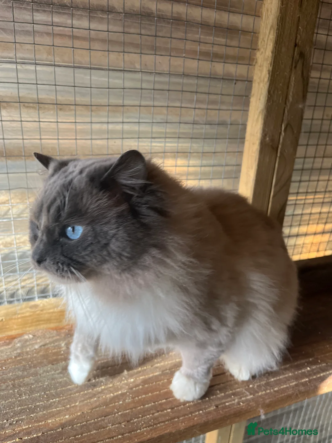 Ragdoll cats for stud: Gccf/Tica male ragdoll for stud  in Ashford - Advert 3