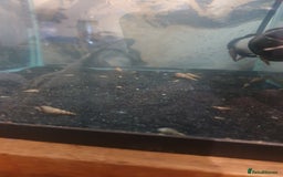 Snails fish for sale: Malaysian Trumpet Snails - Image 1