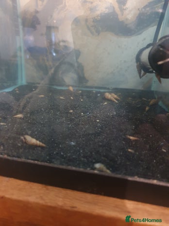 Snails fish - Advert 8