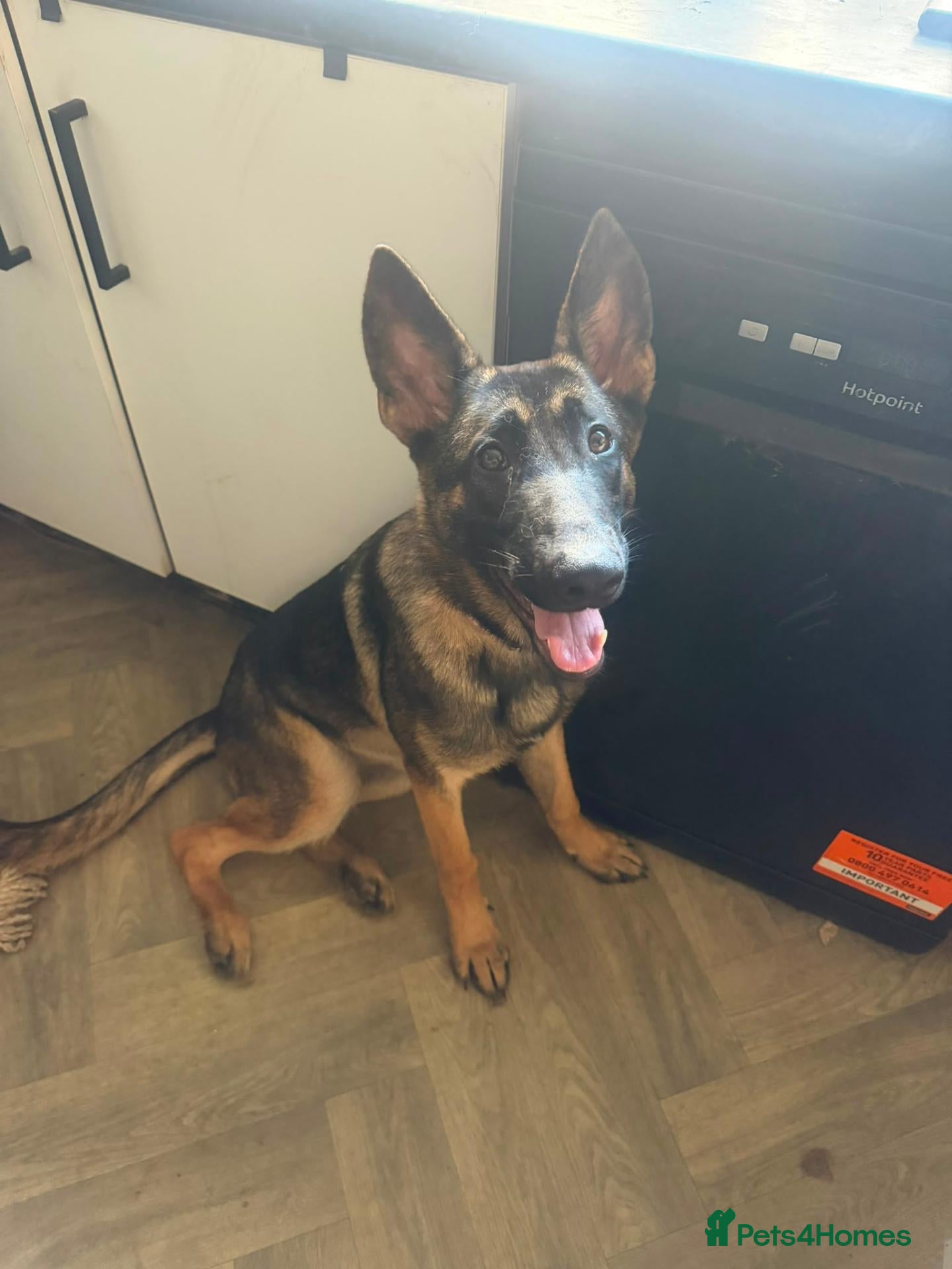 German Shepherd dogs 7 MONTH OLD GERMAN SHEPHERD GIRL - Advert 1