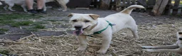 Mixed Breed dogs for adoption: ❤️🐶 LAIMA – TOO SMART AND WELL BALANCED in Burton-on-Trent - Advert 11