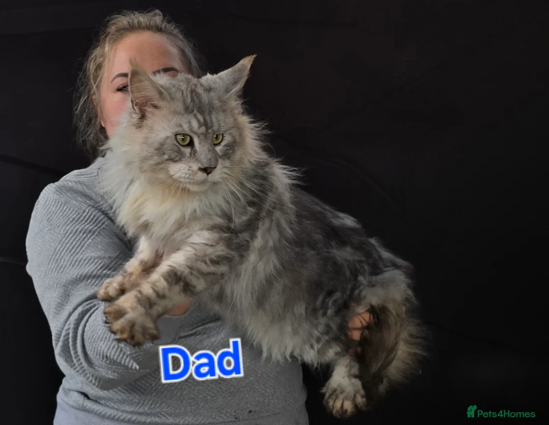 Maine Coon cats for sale: Last Girl MaineCoon Tica Registred  - Advert 2
