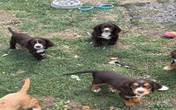 Cocker Spaniel dogs for sale: Stunning cocker pups  - Image 11