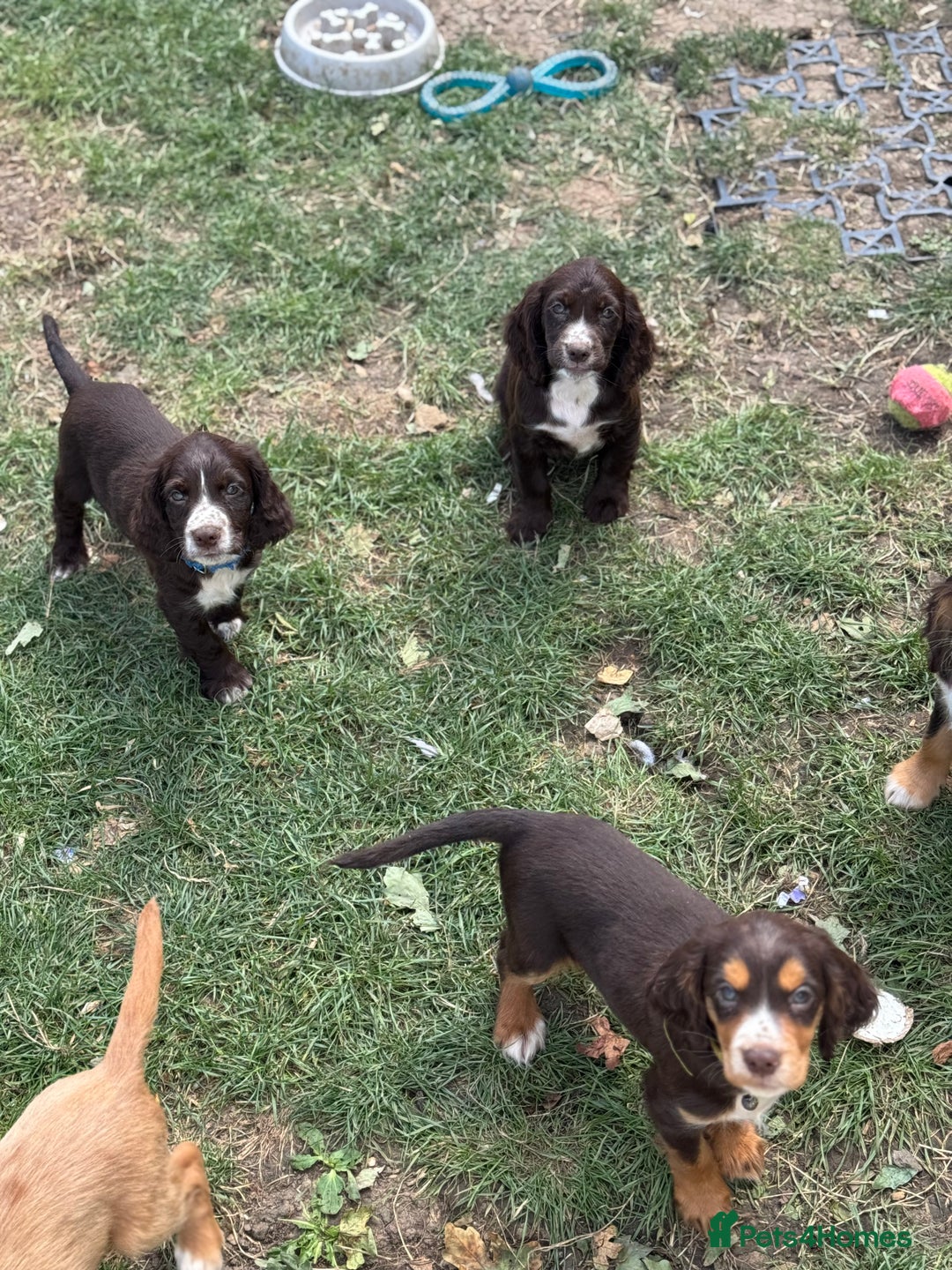 Cocker Spaniel dogs for sale: Stunning cocker pups  - Image 11