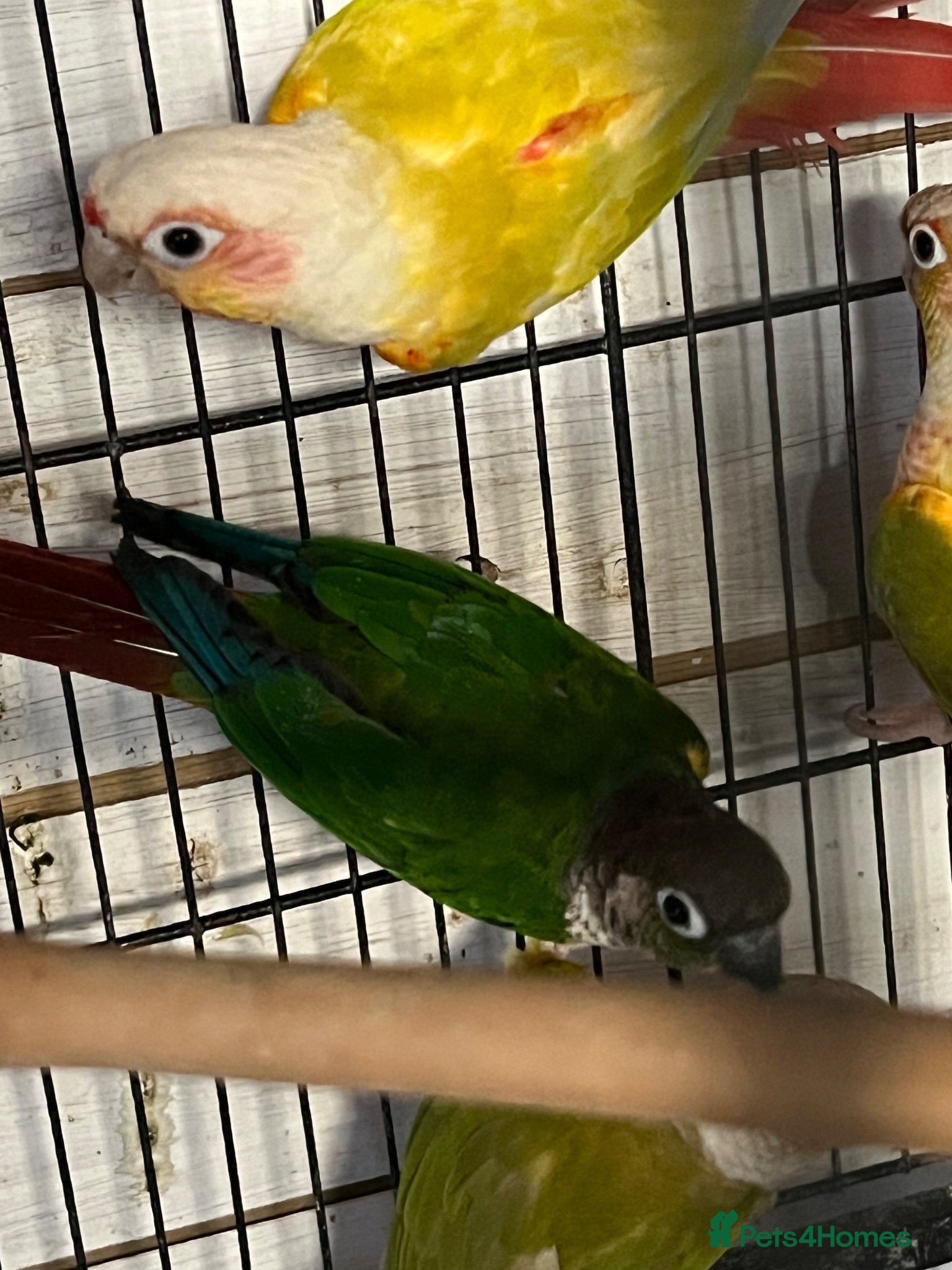 Conures birds Conures - Advert 1