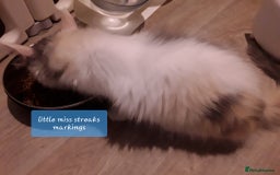 Ragcoon cats for sale: FINAL REDUCTION £300  Stunning, chunky ragcoons  - Image 35