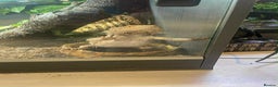 Bearded Dragon reptiles for sale: Female Bearded Dragon - Advert 2