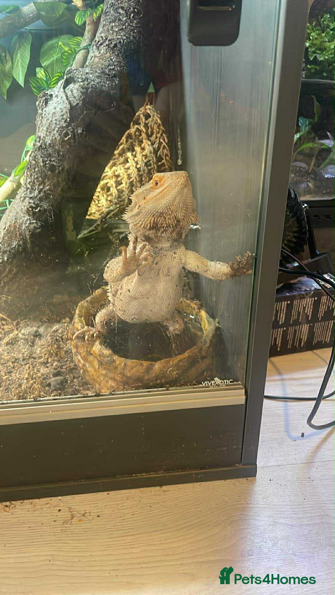 Bearded Dragon reptiles for sale: Female Bearded Dragon - Advert 2