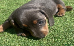 Miniature Dachshund dogs for stud: ⭐️⭐️⭐️KC MINIATURE DACHSHUND FOR STUD⭐️⭐️  in Southampton - Image 19