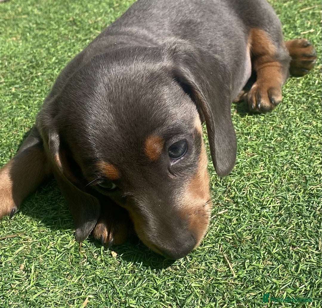 Miniature Dachshund dogs for stud: ⭐️⭐️⭐️KC MINIATURE DACHSHUND FOR STUD⭐️⭐️  in Southampton - Image 19