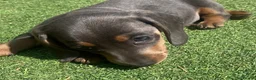 Miniature Dachshund dogs for stud: ⭐️⭐️⭐️KC MINIATURE DACHSHUND FOR STUD⭐️⭐️  in Southampton - Advert 19