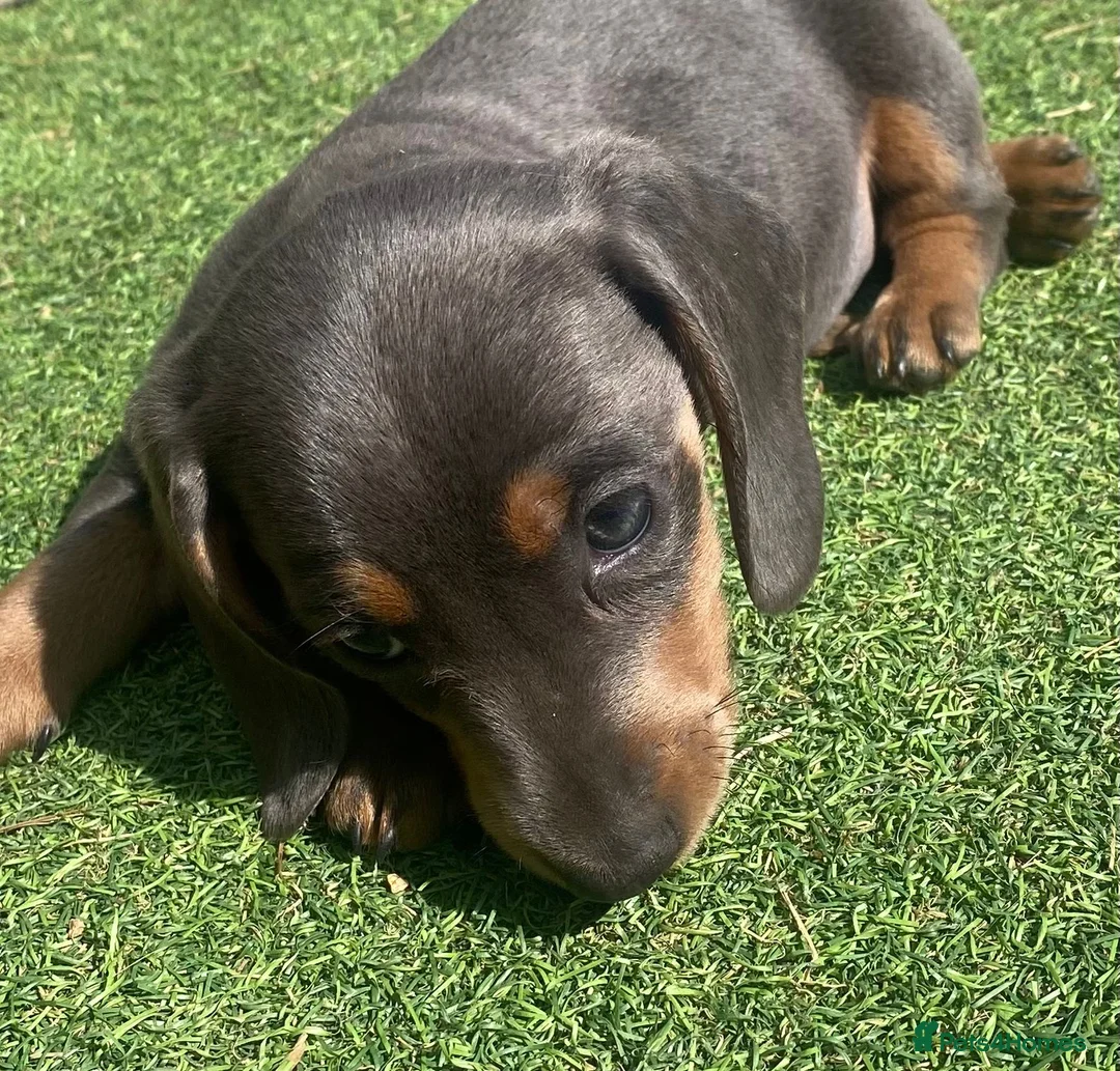 Miniature Dachshund dogs for stud: ⭐️⭐️⭐️KC MINIATURE DACHSHUND FOR STUD⭐️⭐️  in Southampton - Advert 19