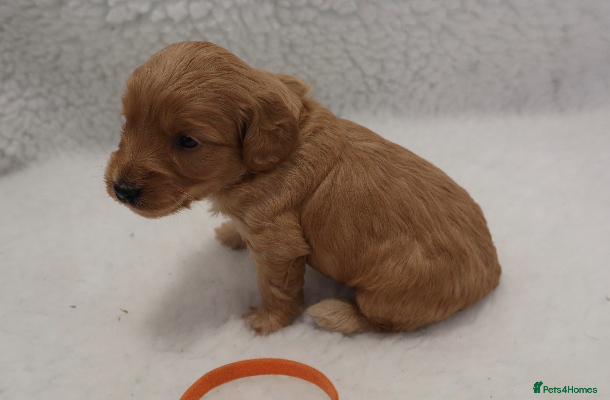 Cockapoo dogs WATCH LIVE! ELITE COCKAPOOS 5* LICENSED BREEDER  - Advert 2