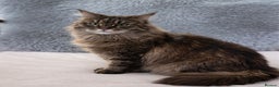 Maine Coon cats for sale: Rehoming my Maine Coon Female - Advert 2