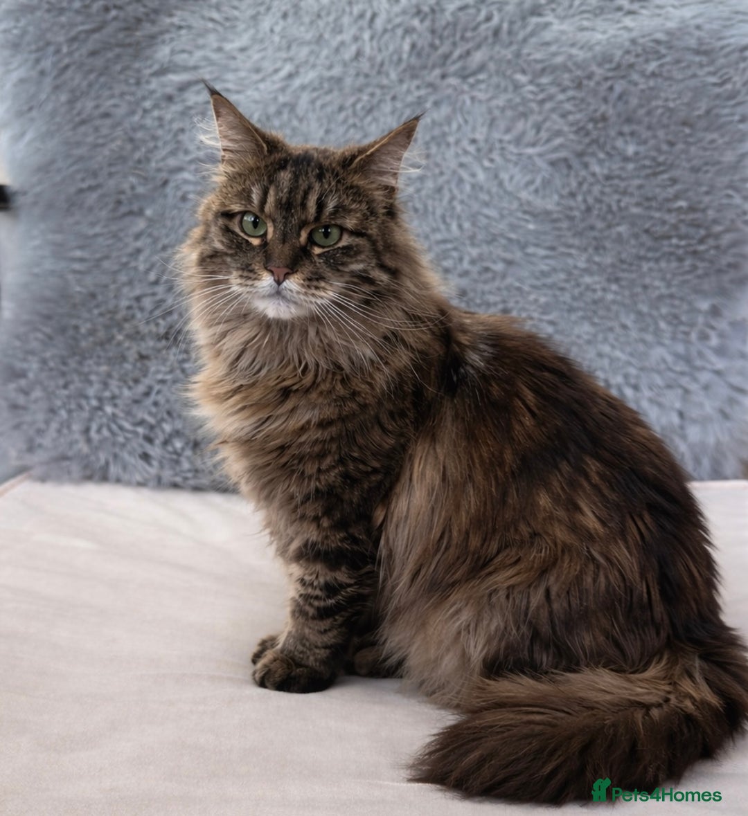 Maine Coon cats for sale: Rehoming my Maine Coon Female - Advert 2