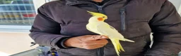 Cockatiels birds for sale: Super hand tamed cockatiel for sale  - Advert 14