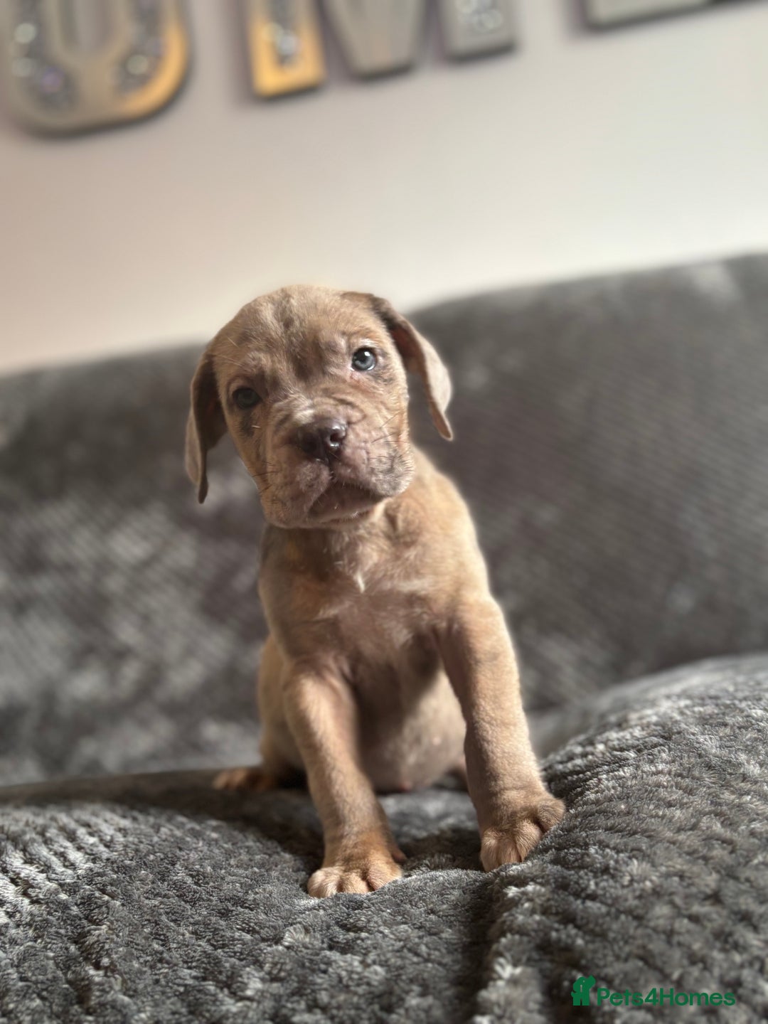 Cane Corso dogs for sale: Beautiful Cane corso Pups  - Image 15