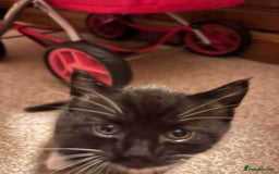 Mixed Breed cats for sale: Black and white Kittens - Image 12
