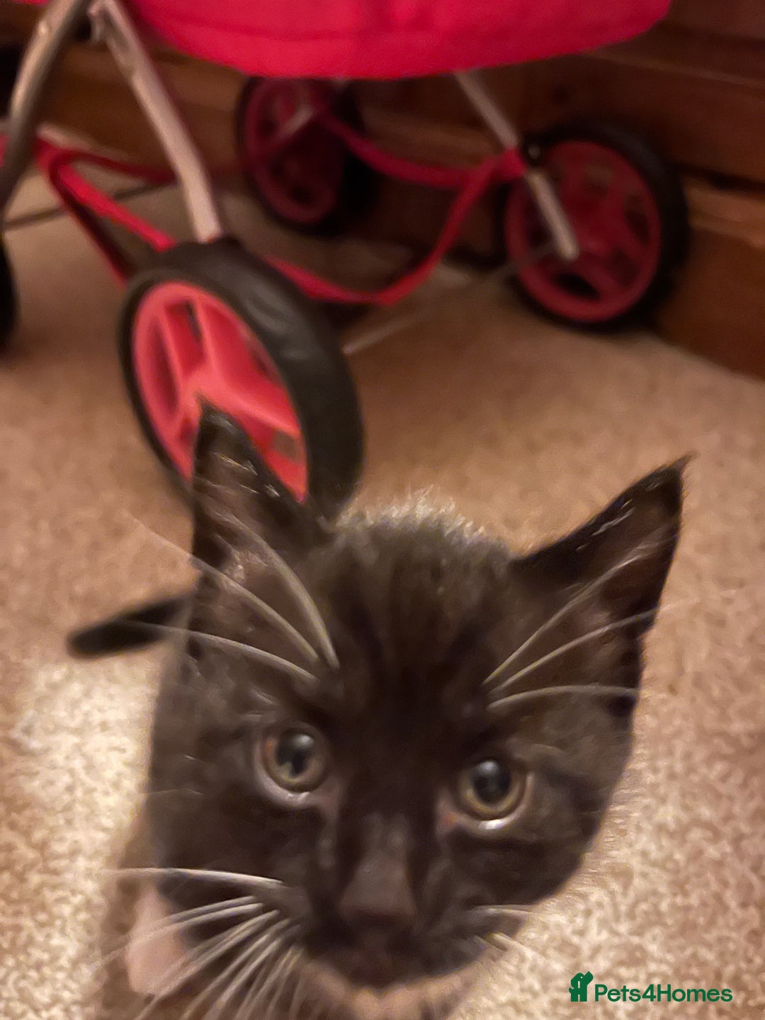 Mixed Breed cats for sale: Black and white Kittens - Image 12