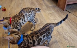 Bengal cats for sale: Last one😍Pure Bengal kittens❤️Ready to go😍 - Image 11