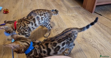 Bengal cats - Advert 5
