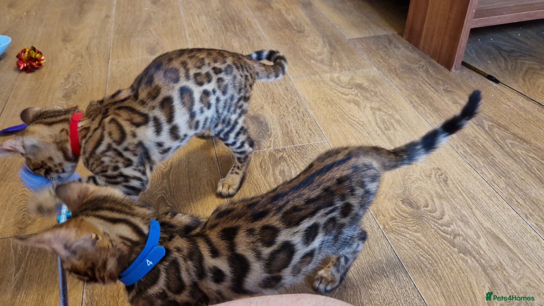 Bengal cats for sale: Last one😍Pure Bengal kittens❤️Ready to go😍 - Image 11