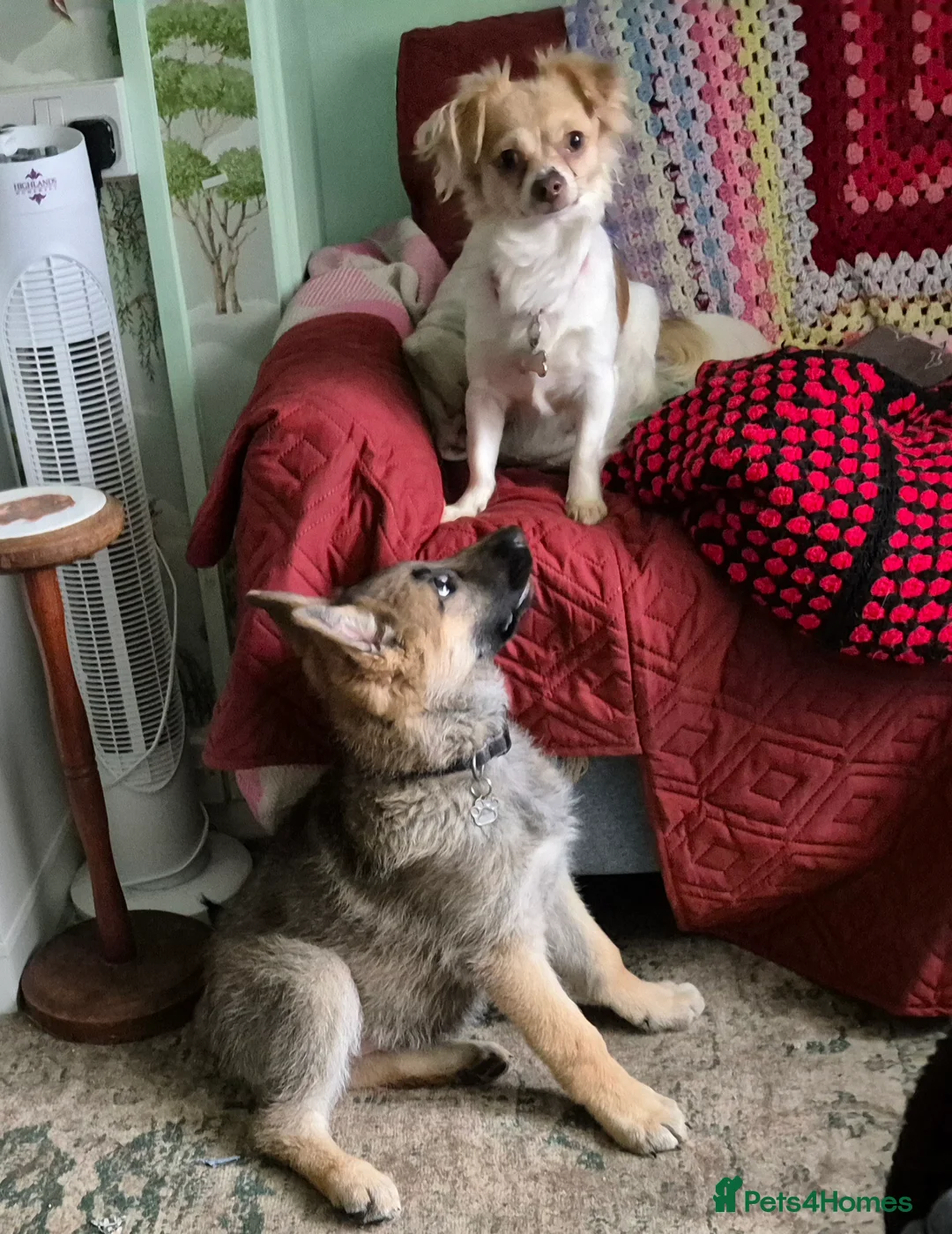 German Shepherd dogs for sale: German shepherd bitch puppy - Advert 1