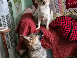 German Shepherd dogs German shepherd bitch puppy - Advert 1