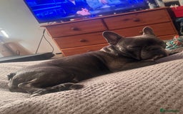French Bulldog dogs for sale: Male French bulldog for sale - Image 5