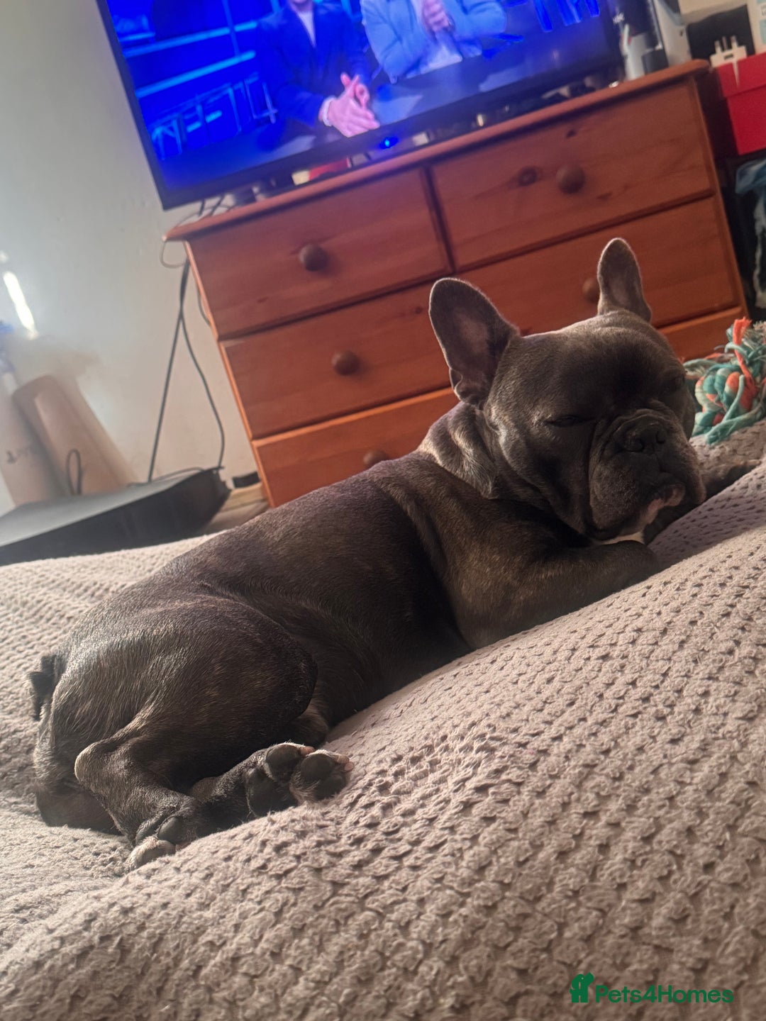French Bulldog dogs for sale: Male French bulldog for sale - Image 5