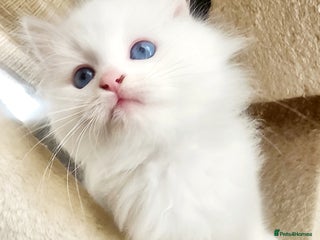 Siberian cats Siberian kittens are looking for a forever home🌹 - Advert 2