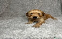 Golden Retriever dogs for sale: Beautiful chunky golden retriever’s  - Image 5