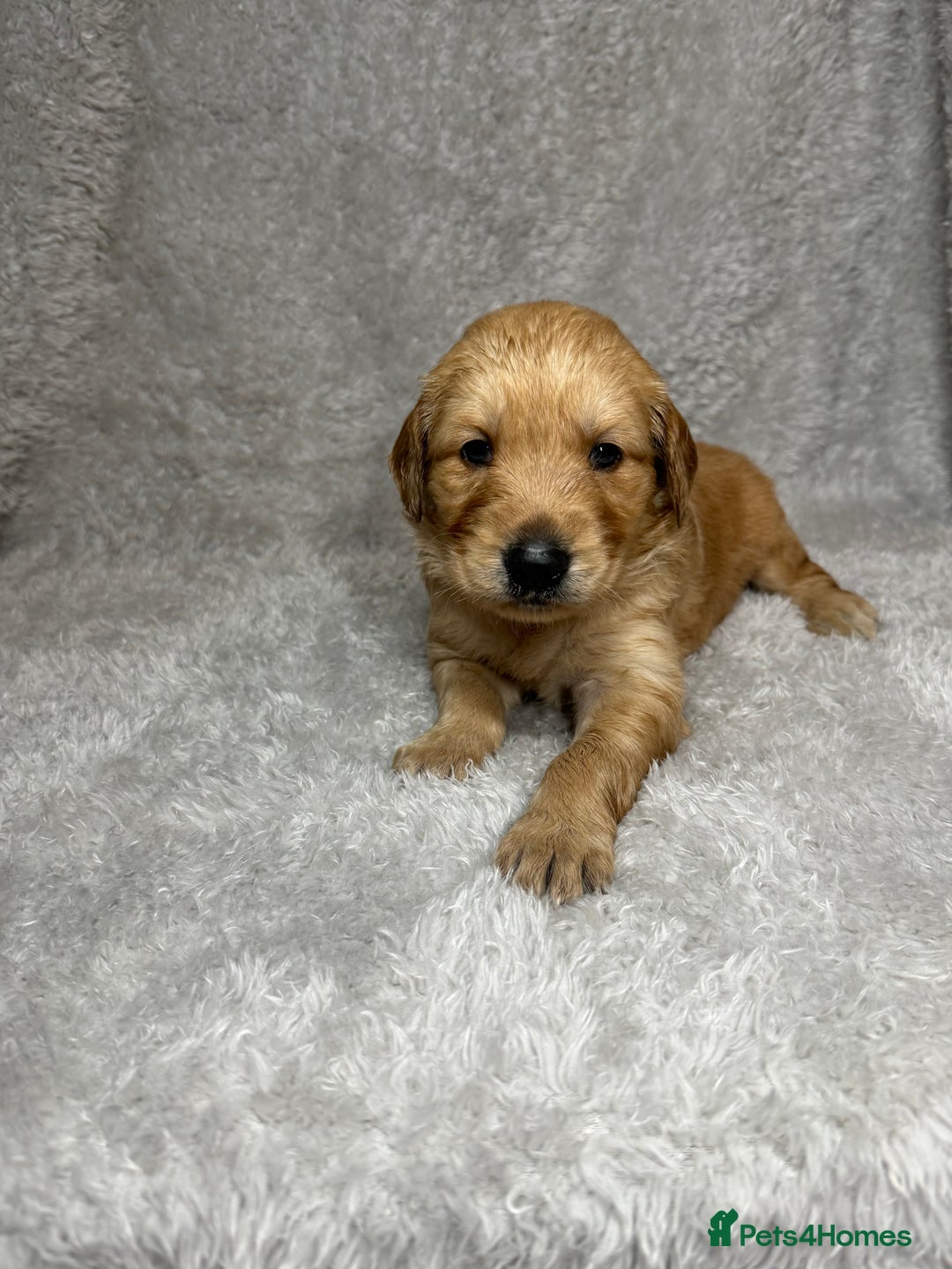 Golden Retriever dogs for sale: Beautiful chunky golden retriever’s  - Image 5