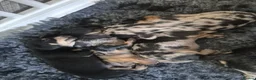 Miniature Dachshund dogs for sale: Beautiful litter of minature dachshund puppies in Alfreton - Advert 12