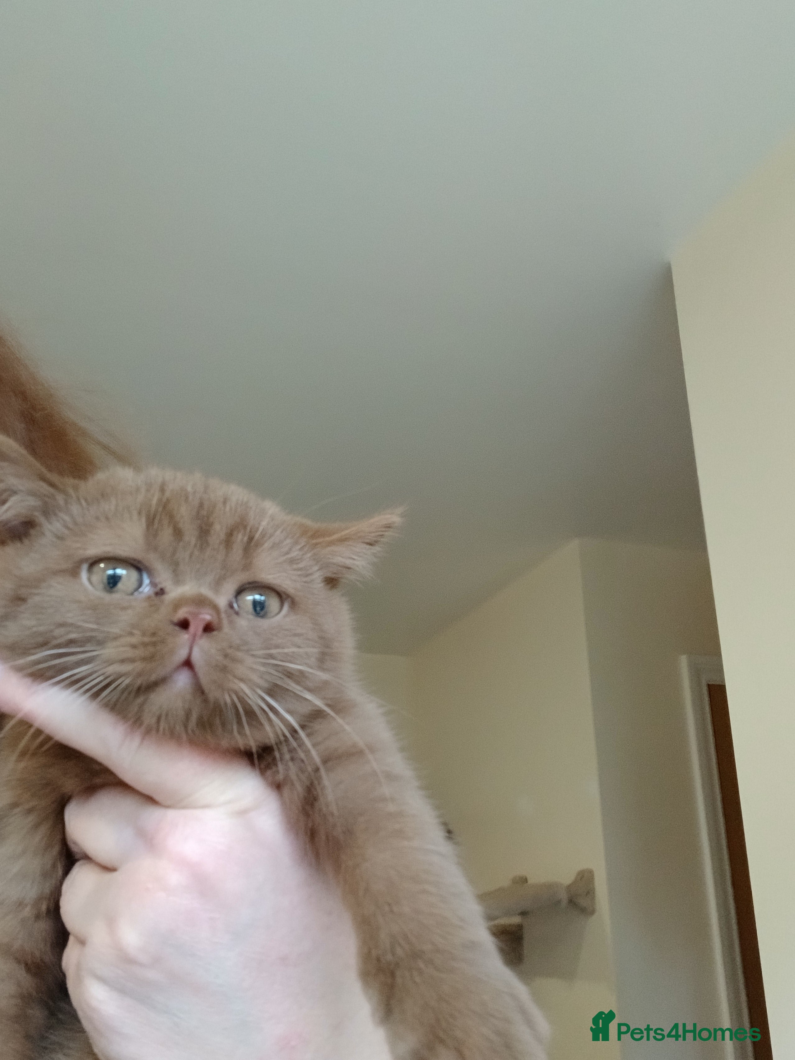 British Shorthair cats Gorgeous cinnamon - Advert 7