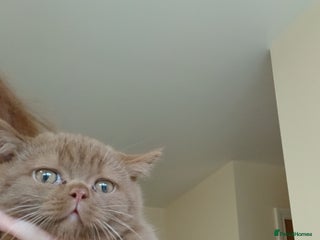 British Shorthair cats Gorgeous cinnamon - Advert 7