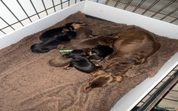 Miniature Dachshund dogs for sale: Miniature dachshund puppies. KC REG, PRA CLEAR 🥰 - Advert 11