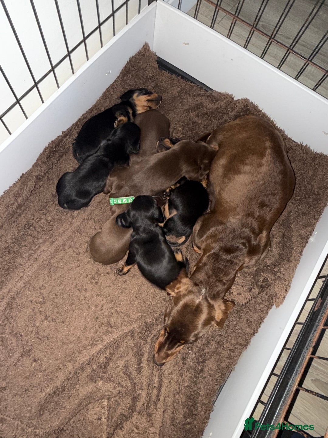 Miniature Dachshund dogs for sale: Miniature dachshund puppies. KC REG, PRA CLEAR 🥰 - Advert 11