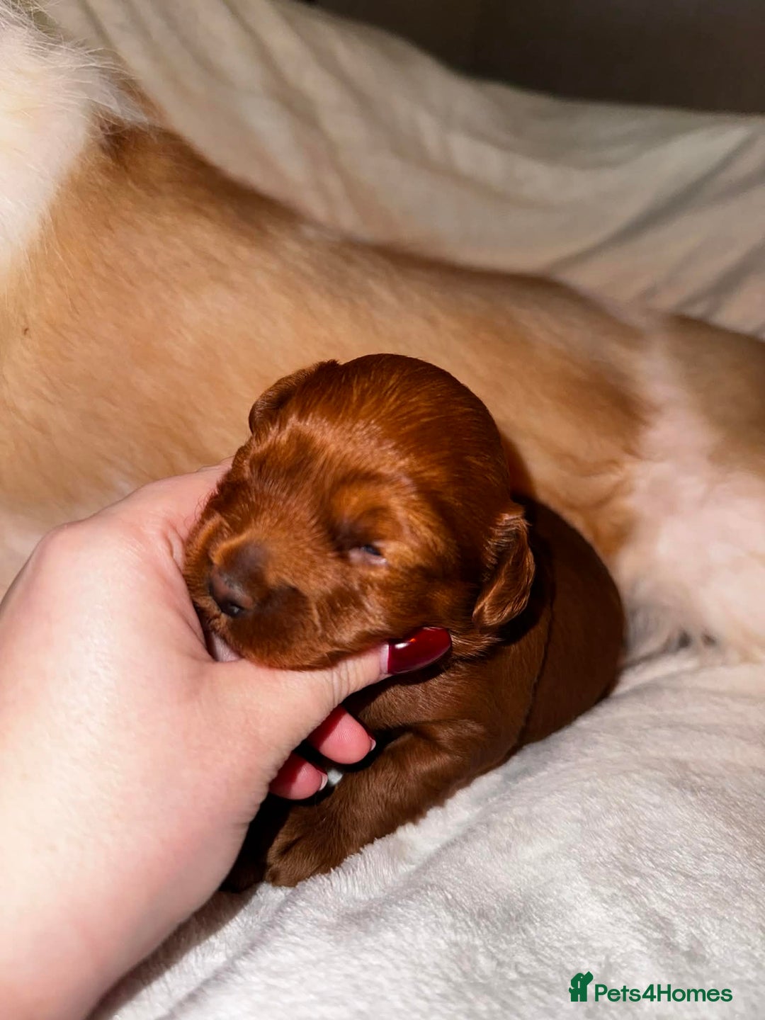 Cavapoo dogs for sale: Beautiful f1 Cavapoo puppies  - Advert 2