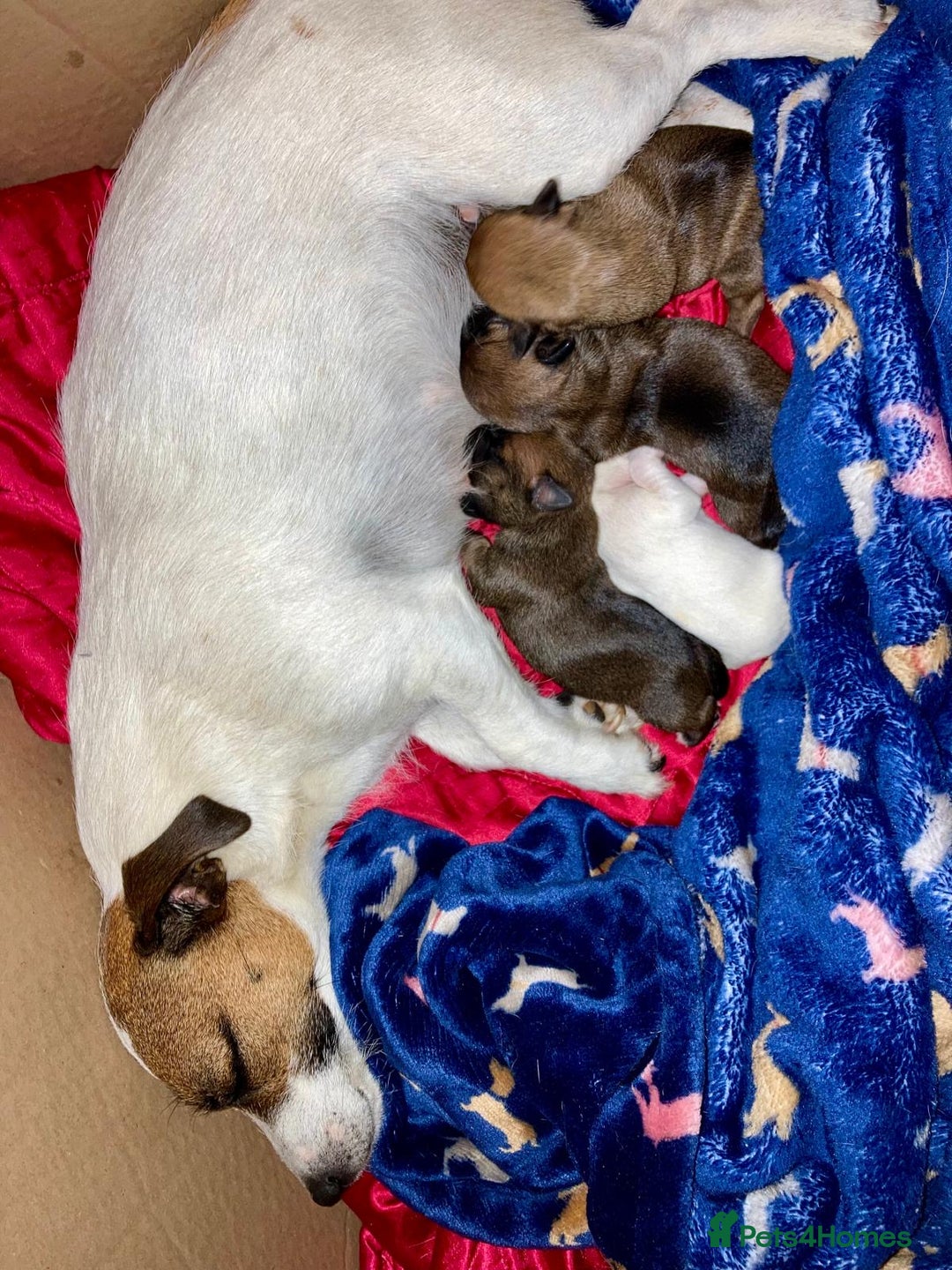 Jack Russell dogs for sale: Very smart Jack Russel puppies ♥️ - Image 10