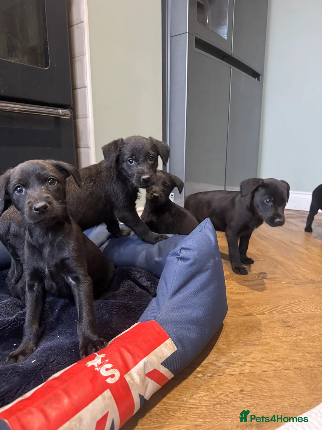 Mixed Breed dogs for sale: Labrador X lurcher  - Advert 11