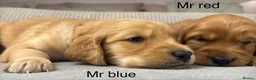 Goldendoodle dogs for sale: HEREDITARY HEALTH TESTED MUM. DNA TESTED DAD - Advert 28